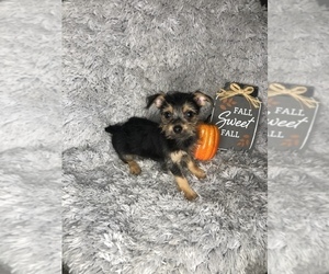 Yorkshire Terrier Puppy for sale in INDIANAPOLIS, IN, USA