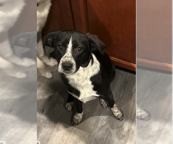 Medium Photo #1 Pointer-Unknown Mix Puppy For Sale in Plainfield, IL, USA