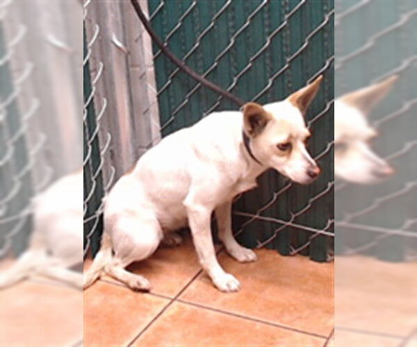 Medium Photo #1 Mutt Puppy For Sale in Downey, CA, USA