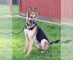 Small #8 German Shepherd Dog