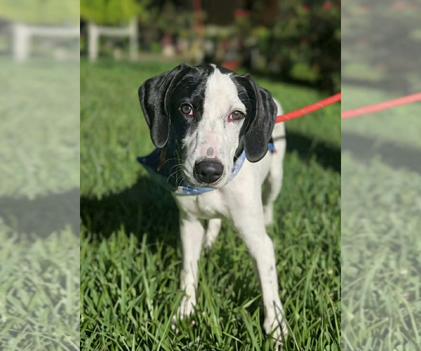 Medium Photo #8 Mutt Puppy For Sale in Wakefield, RI, USA