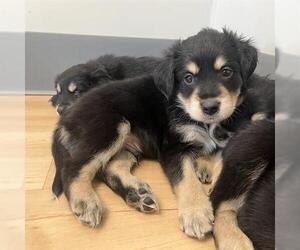 Golden Retriever-Unknown Mix Dogs for adoption in San Martin, CA, USA