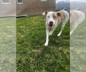 Australian Shepherd-Unknown Mix Dogs for adoption in Ogden, UT, USA