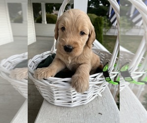Goldendoodle Puppy for sale in WARWICK, RI, USA