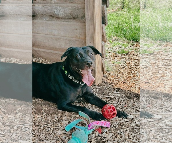 Medium Photo #11 Mutt Puppy For Sale in Rustburg, VA, USA