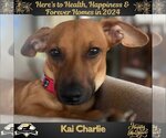 Small Photo #4 Dachshund-Unknown Mix Puppy For Sale in San Antonio, TX, USA