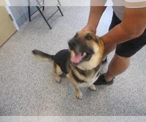 German Shepherd Dog Dogs for adoption in Palmetto, FL, USA