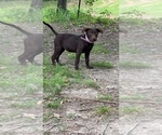 Small Photo #7 American Bully-Labrador Retriever Mix Puppy For Sale in KENTWOOD, LA, USA