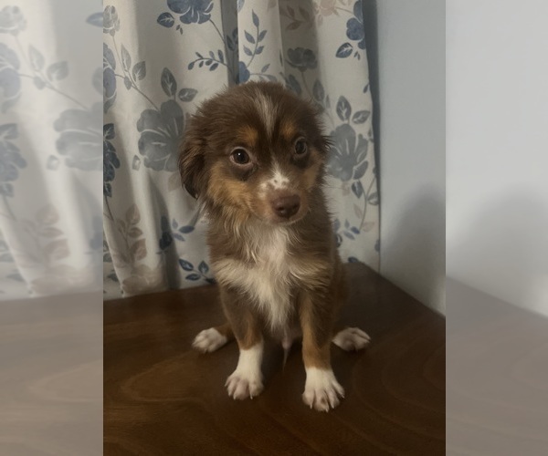 Medium Photo #9 Miniature Australian Shepherd Puppy For Sale in DURHAM, CT, USA