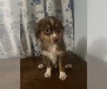 Small #8 Miniature Australian Shepherd
