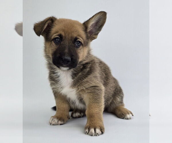 Medium Photo #3 German Shepherd Dog-Unknown Mix Puppy For Sale in Lakewood, CO, USA