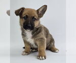 Small #2 German Shepherd Dog Mix