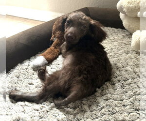 Java Bean - Female Miniature Labradoodle Dog for Adoption - Photo #7