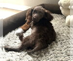 Small Photo #7 Miniature Labradoodle Puppy For Sale in Valrico, FL, USA