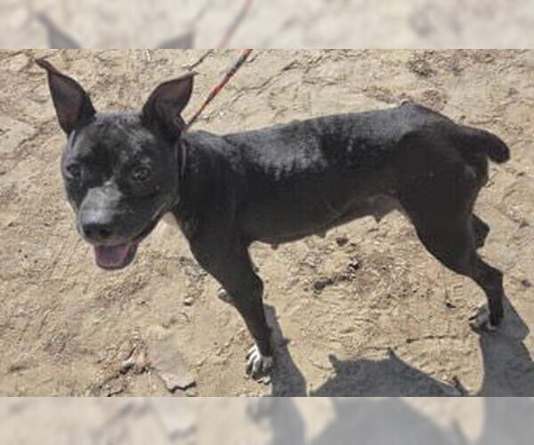 Medium Photo #2 American Staffordshire Terrier-Unknown Mix Puppy For Sale in Houston, TX, USA