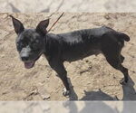 Small #1 American Staffordshire Terrier Mix