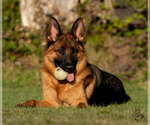 Small Photo #8 German Shepherd Dog Puppy For Sale in PALERMO, CA, USA