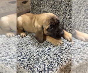 Mastiff Puppy for sale in FRANKFORT, KY, USA