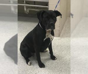 Mutt Dogs for adoption in Conroe, TX, USA