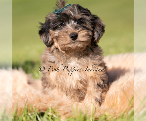 Medium Yorkipoo