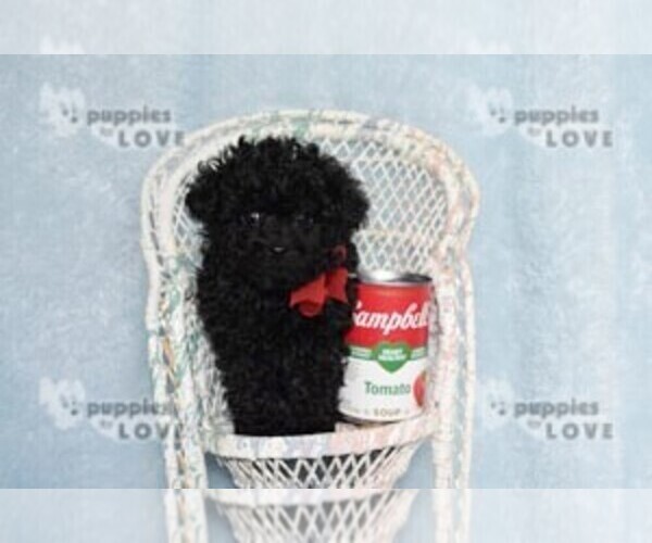 Medium Photo #5 Poodle (Toy) Puppy For Sale in SANGER, TX, USA