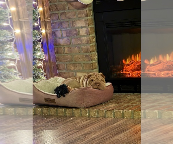 Medium Photo #1 Chinese Shar-Pei Puppy For Sale in ZANESVILLE, OH, USA