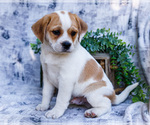 Small Photo #31 Puggle Puppy For Sale in WAKARUSA, IN, USA