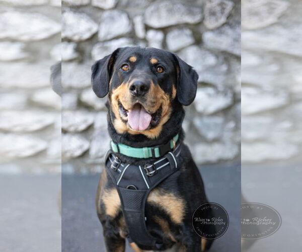 Medium Photo #15 Rottweiler-Unknown Mix Puppy For Sale in White Hall, AR, USA
