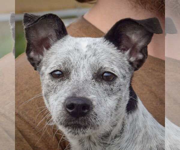 Medium Photo #1 Mutt Puppy For Sale in Huntley, IL, USA