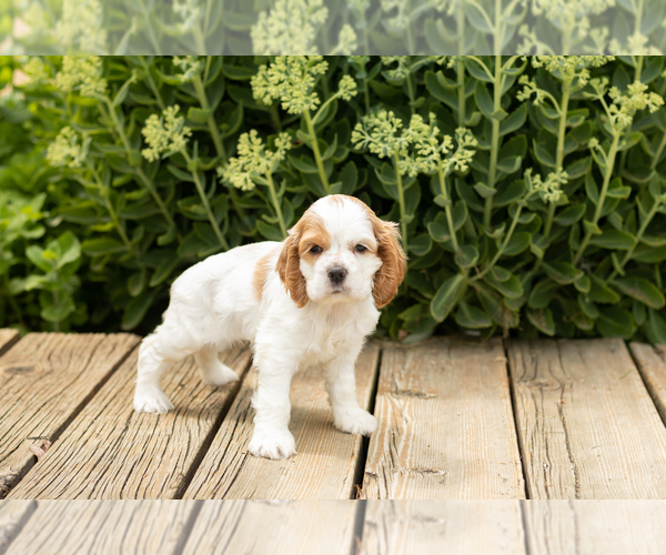 Medium Photo #3 Cocker Spaniel Puppy For Sale in NAPPANEE, IN, USA