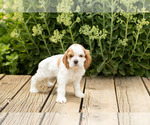 Small Photo #20 Cocker Spaniel Puppy For Sale in NAPPANEE, IN, USA