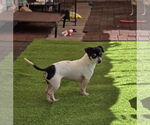 Small #2 Chihuahua