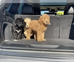 Small Photo #16 Goldendoodle-Poodle (Standard) Mix Puppy For Sale in DETROIT, MI, USA