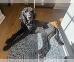 Small Photo #2 Poodle (Standard)-Unknown Mix Puppy For Sale in Oakhurst, NJ, USA