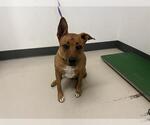 Small Mutt