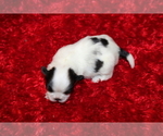Small Shih Tzu
