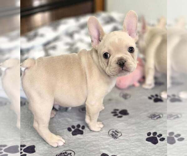 Medium Photo #9 French Bulldog Puppy For Sale in BOSTON, KY, USA