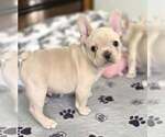 Small #8 French Bulldog