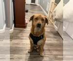 Small Labrador Retriever-Shiba Inu Mix