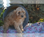 Puppy Allen Cavapoo