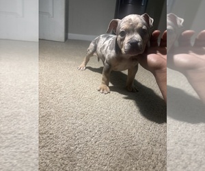 American Bully Puppy for sale in WINSTON SALEM, NC, USA