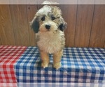 Small #2 Bernedoodle-Poodle (Toy) Mix