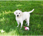 Small #4 Labrador Retriever
