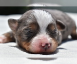Small #3 Miniature Australian Shepherd