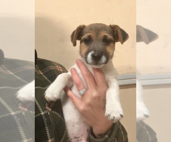 Medium Photo #8 Jack Russell Terrier Puppy For Sale in FREEMAN, MO, USA