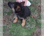 Small Photo #2 German Shepherd Dog Puppy For Sale in PLYMOUTH, NH, USA
