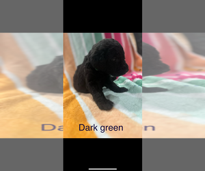 Airedoodle Puppy for sale in POCAHONTAS, AR, USA