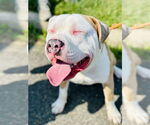 Small #1 American Pit Bull Terrier