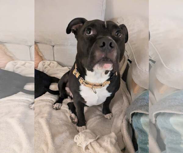 Medium Photo #1 Staffordshire Bull Terrier-Unknown Mix Puppy For Sale in Germantown, OH, USA