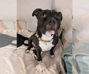 Staffordshire Bull Terrier-Unknown Mix Dogs for adoption in Germantown, OH, USA